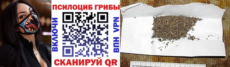 mega   Семикаракорск  Псилоцибиновые грибы мицелий 